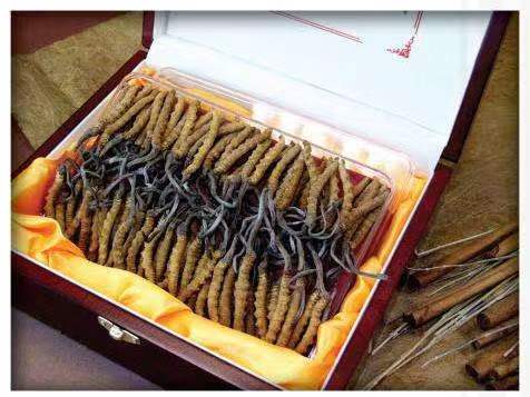 于都冬虫夏草回收